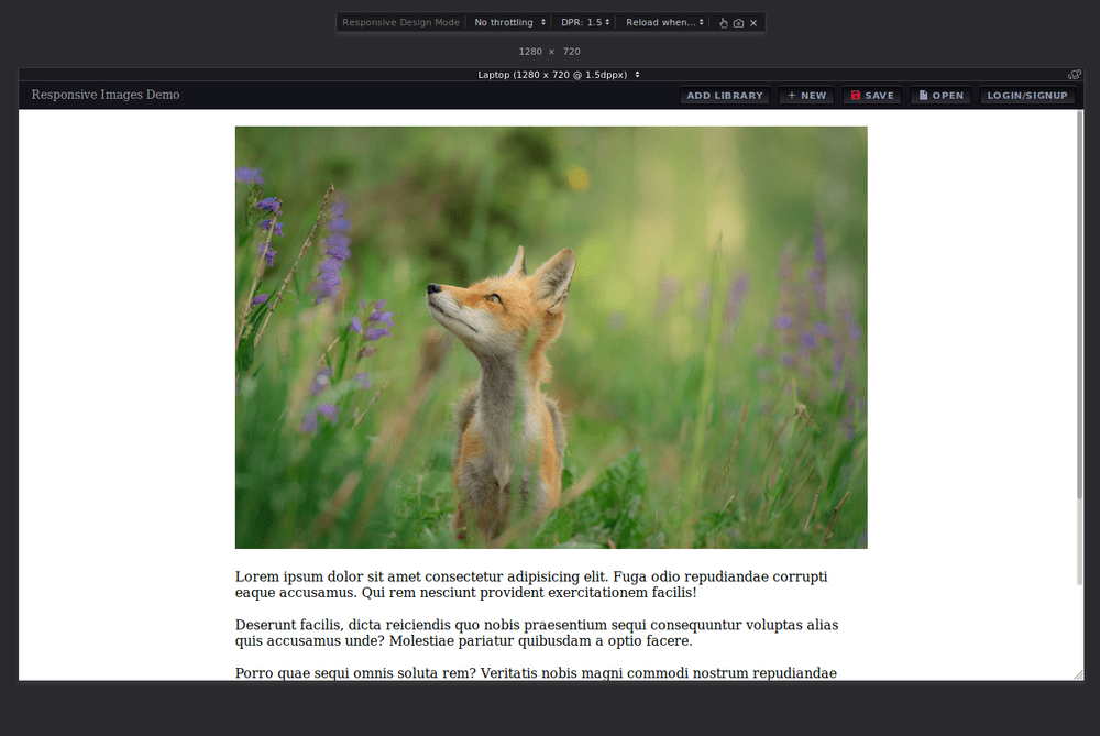 Image of Fox is displayed in landscape mode on a laptop