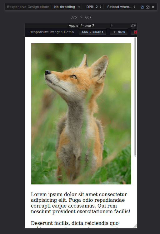 Image of Fox is displayed in portrait mode on an iPhone 7